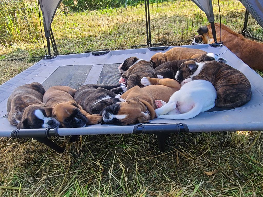 chiot Boxer des Tendres Rebels