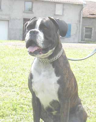 Sheyenne des Tendres Rebels