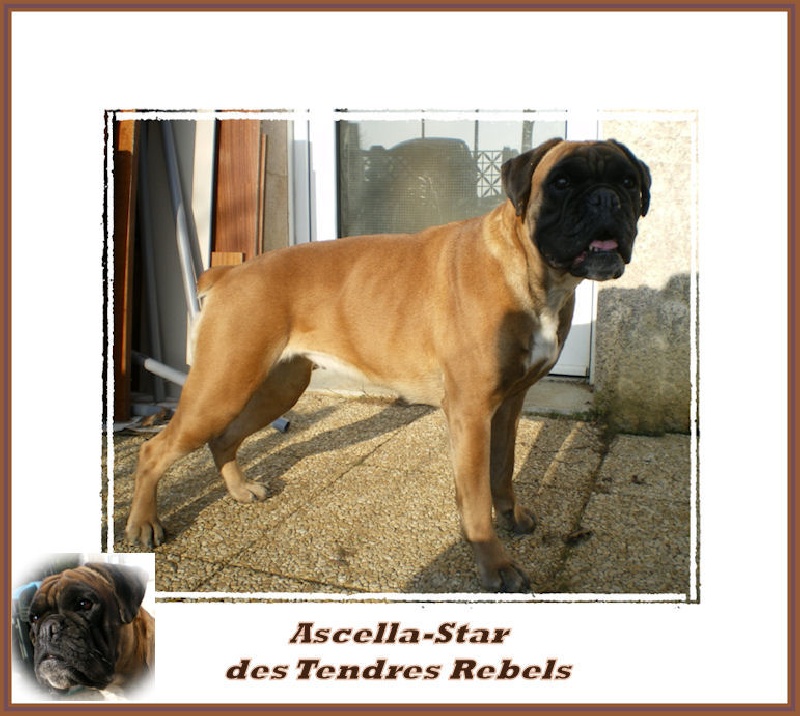 Ascella-star des Tendres Rebels